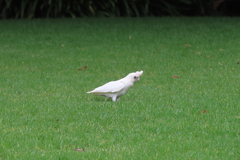 Cacatua sanguinea gymnopis