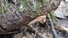 Heterobasidion parviporum