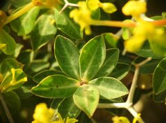 Euphorbia acanthothamnos
