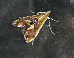 Agathodes ostentalis