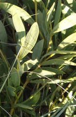 Rotheca hirsuta