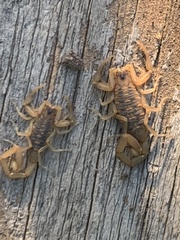 Centruroides exilicauda