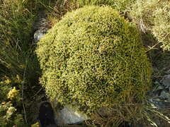 Euphorbia acanthothamnos