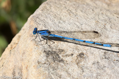 Argia lacrimans