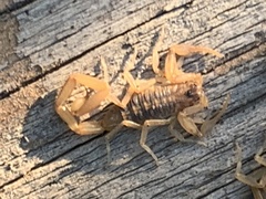 Centruroides exilicauda