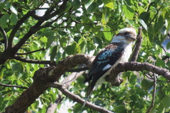 Dacelo novaeguineae novaeguineae