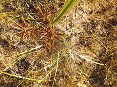 Cyperus intactus
