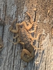 Centruroides exilicauda