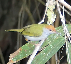 Orthotomus atrogularis