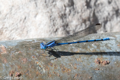 Argia lacrimans