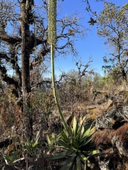Agave horrida