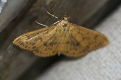 Patania balteata
