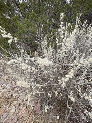 Brickellia laciniata