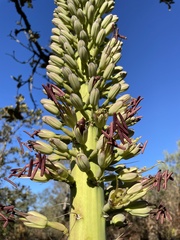 Agave horrida