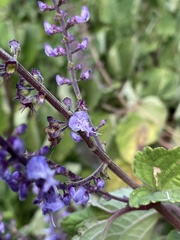 Plectranthus fruticosus