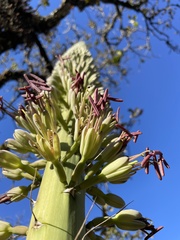 Agave horrida