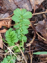 Agrimonia parviflora