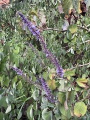 Plectranthus fruticosus