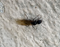 Camponotus