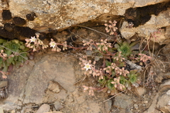 Rosularia sempervivum