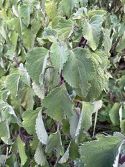Plectranthus fruticosus
