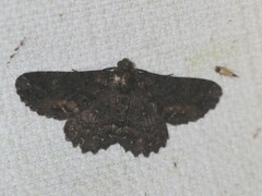 Paradromulia ambigua