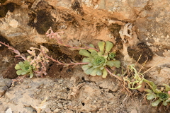 Rosularia sempervivum