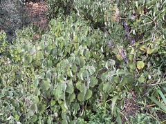 Plectranthus fruticosus