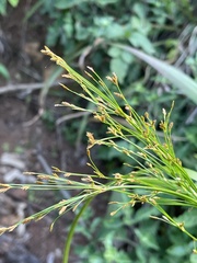 Cyperus leptocladus
