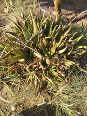 Aloe greatheadii davyana