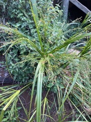 Cyperus leptocladus
