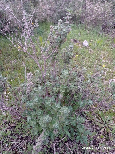 Biblical-hyssop (Origanum syriacum)