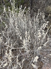 Brickellia laciniata