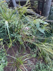Cyperus leptocladus