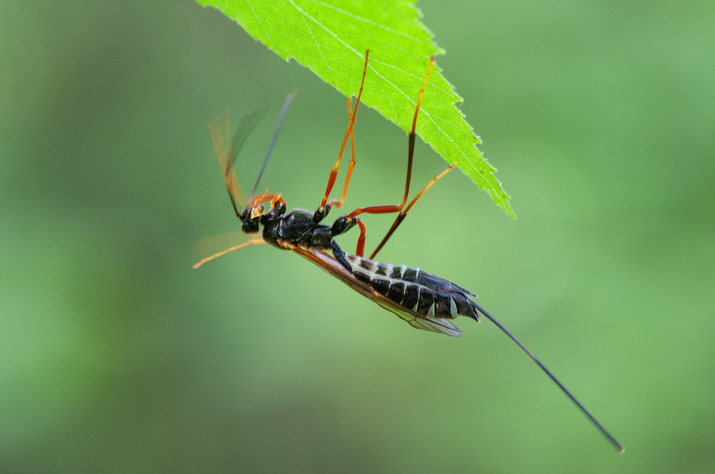 Coleocentrus