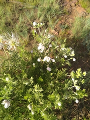 Clematis villosa