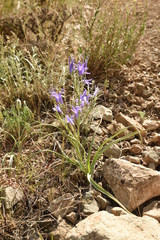 Ixiolirion tataricum