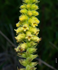 Sinningia lutea
