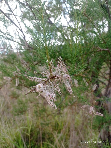 Four-stamen Tamarisk (Tamarix tetragyna)