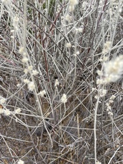 Brickellia laciniata