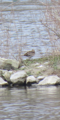 Gallinago gallinago