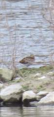Gallinago gallinago