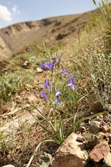 Ixiolirion tataricum