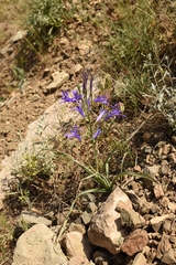 Ixiolirion tataricum