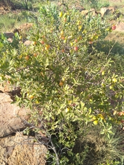 Diospyros lycioides