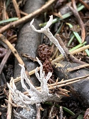 Xylaria hypoxylon