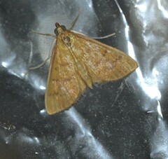 Patania balteata