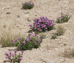 Glandularia wrightii