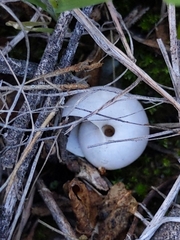 Sonorella allynsmithi