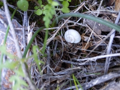 Sonorella allynsmithi